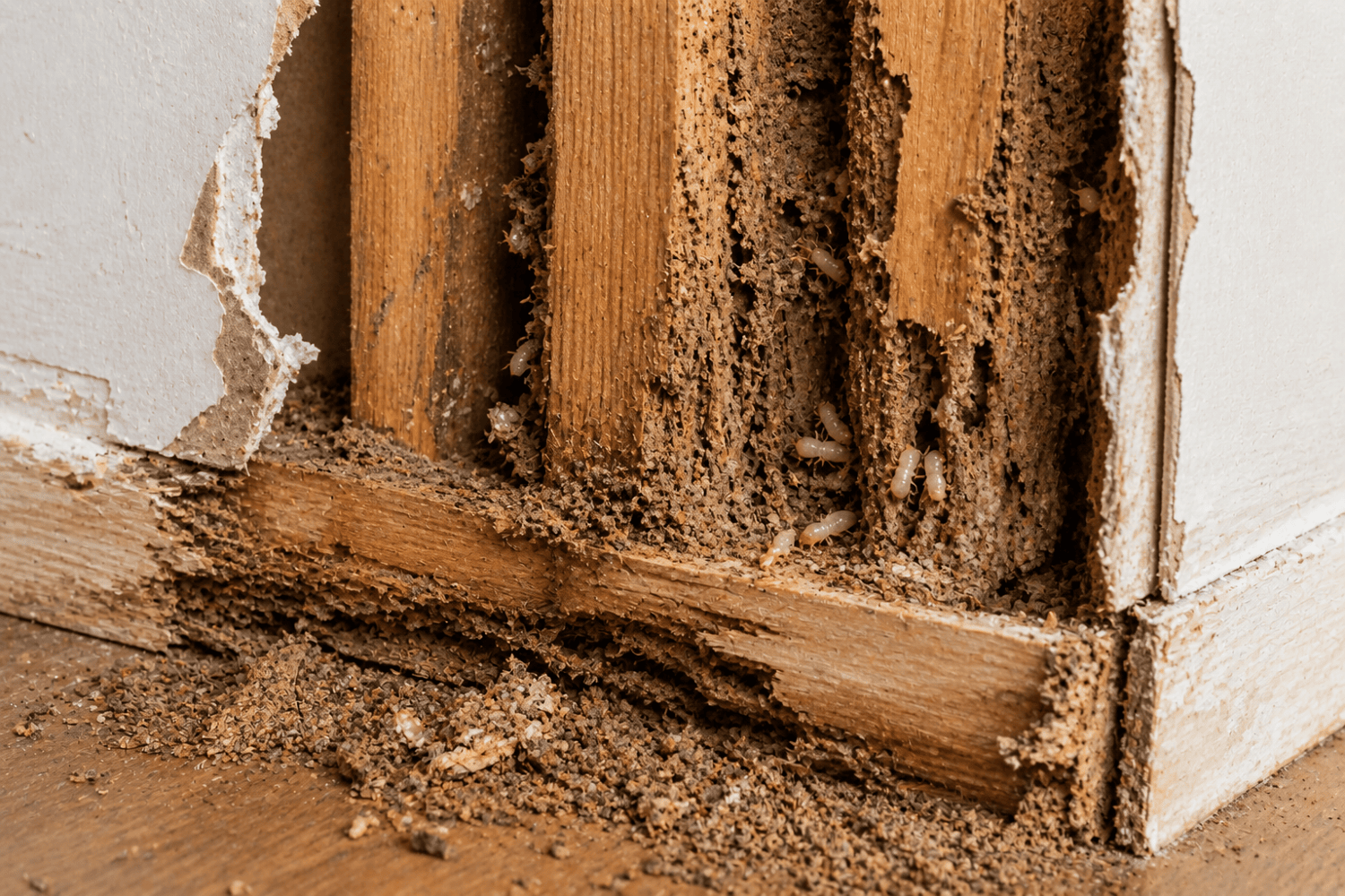 Damaging Pests