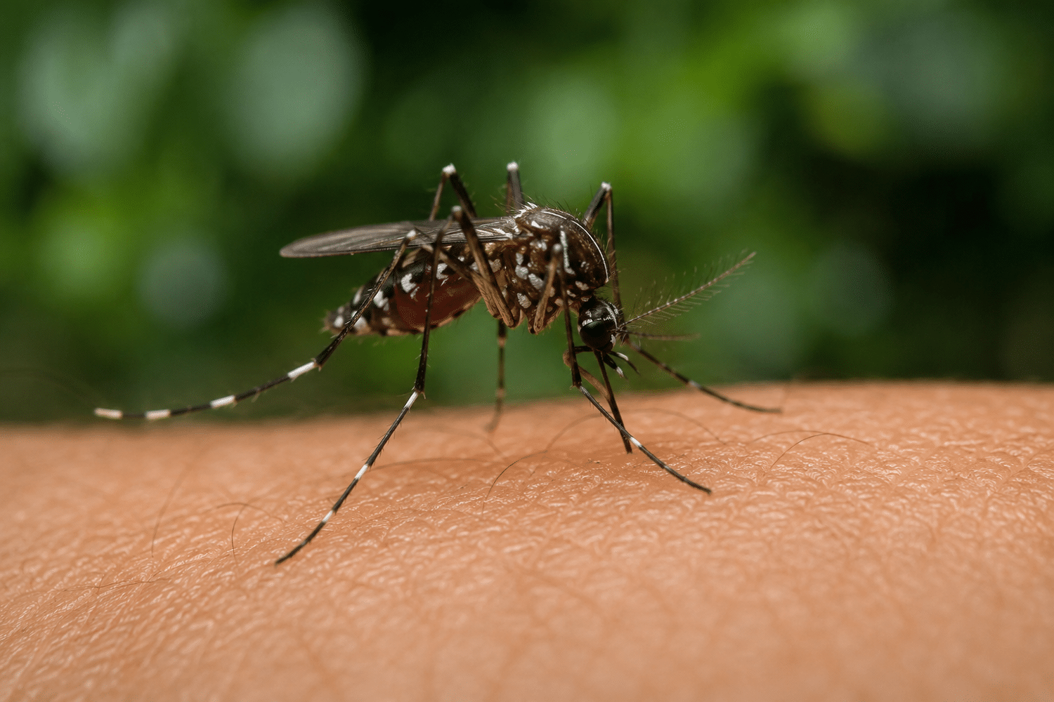 Mosquitoes in College Station